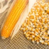 Best Price Non GMO Yellow maize/corn