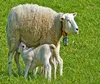 Veterinary Sheep & Goat Lactation Booster - Organic Ayurvedic Herbal - Increase Milk Production