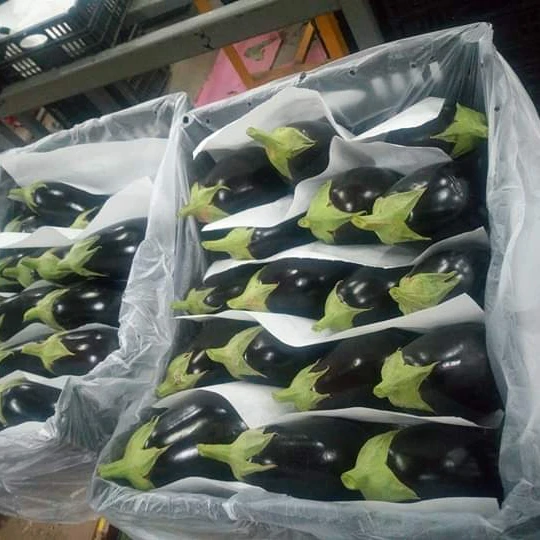 
Fresh Eggplant/ Iceberg Lettuce/ Cabbage mixed vegetables 