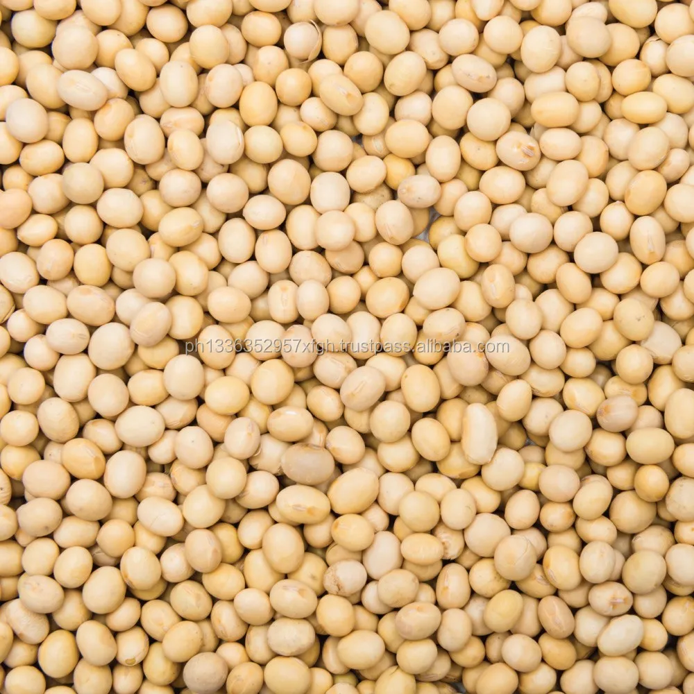 premium quality organic soybean / soya bean / soybeans seeds