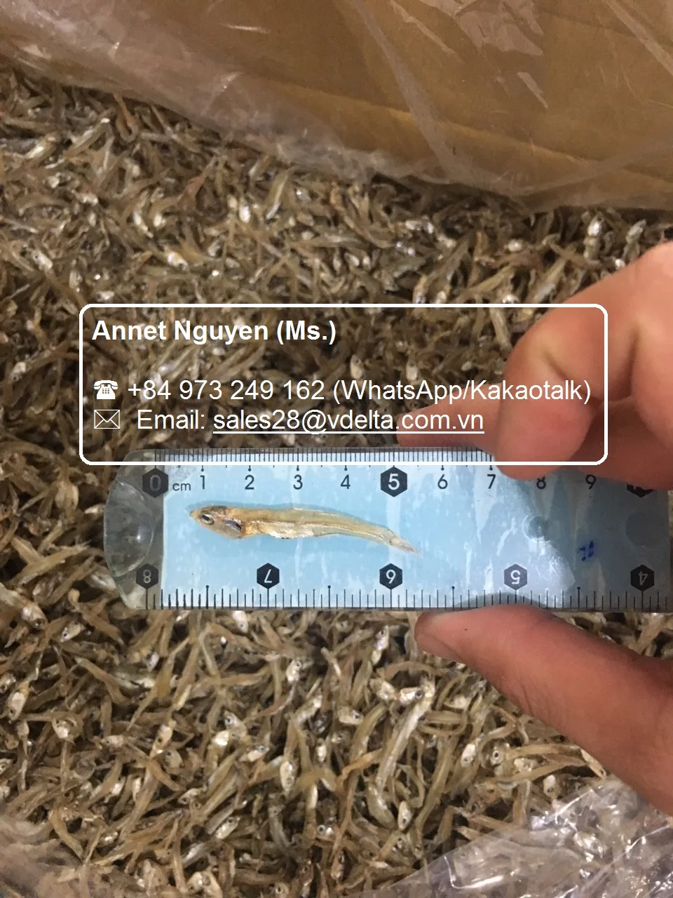 High Quality Dried Anchovies / Anchovy / Steamed Anchovies / Ms.thi