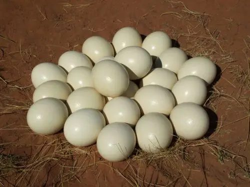 eggss...jpg