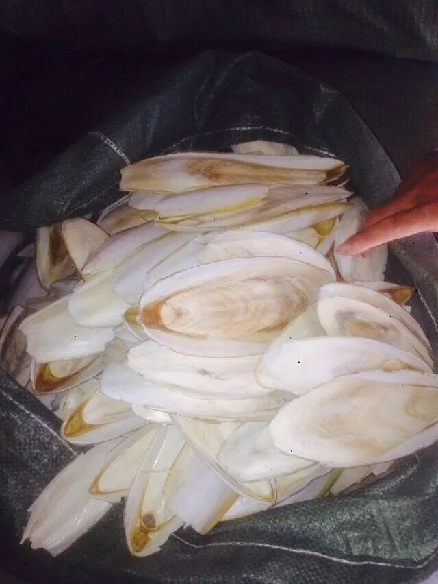 Dried Washed Cuttle Fish Bone,Fresh Cuttlefish Bone / Ms.thi Nguyen +84