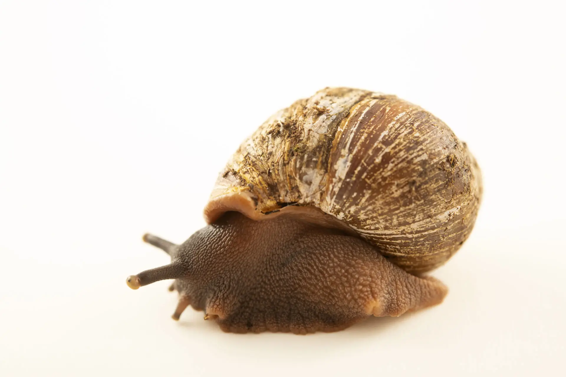 frozen snail meat/ live top shell ,live giant african snails