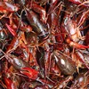 Frozen Crayfish