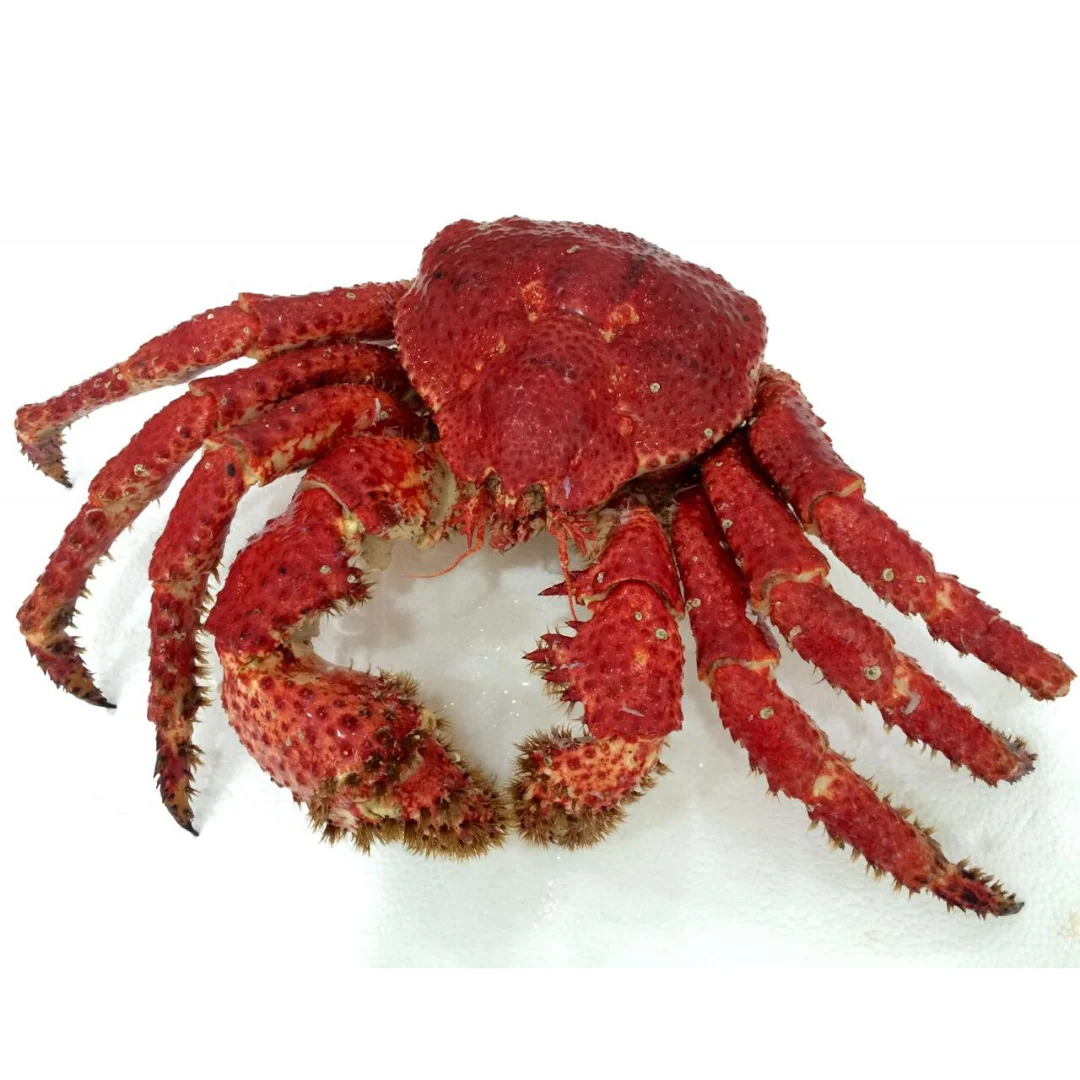 Crabe Pour La Neige Anti Uctica Crabe Pour Bebe De Mer Profonde Nous Sommes Producteurs Buy Frozen Crabe Crabe Des Neiges Bebe Roi Crabe En Haute Mer Crabe Poilu Crabe Crin Crabe Crabe