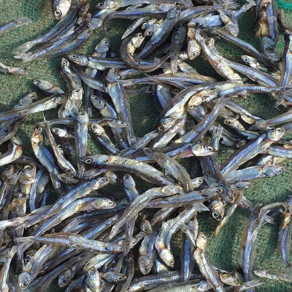 DRIED ANCHOVY FISH 1(0084972678053)
