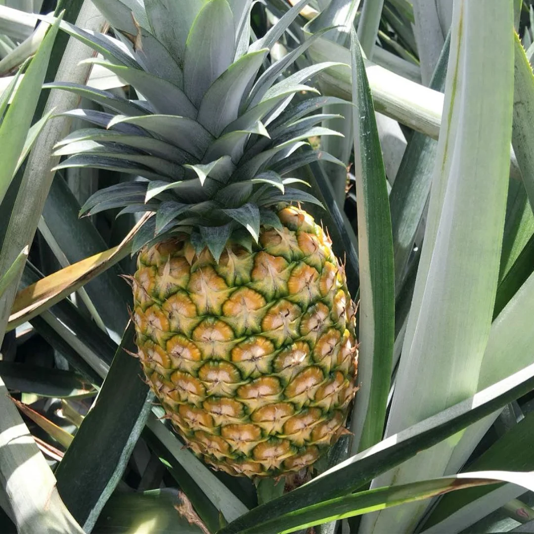Fresh Pineapple Md2 Queen Pineapple Cayenne Pineapple Buy Frozen
