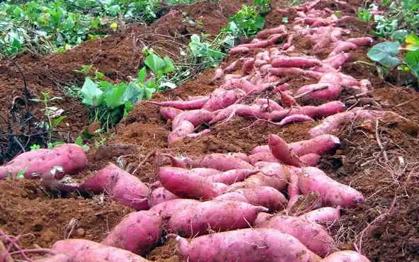 Fresh Sweet Potato in Viet Nam with high quality