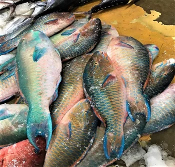 Segar Ikan Makanan Laut Dingin Ikan Buy Burung Beo Ikan Makanan