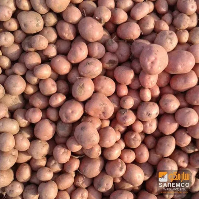 Fresh Potato From Pakistan (red Potato) Buy Seed Potatoes For Sale