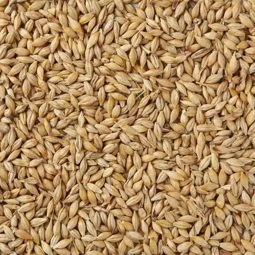 
Natural Raw Barley / Malt /Human Consumption / Animal Feed / Fodder / Indian origin 