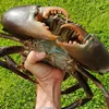 Live Mud Crabs Of Different Sizes For Sale soft shell for sales