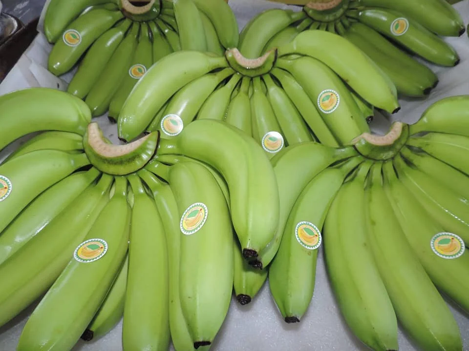 优质卡文迪什绿色香蕉/绿色卡文迪什香蕉