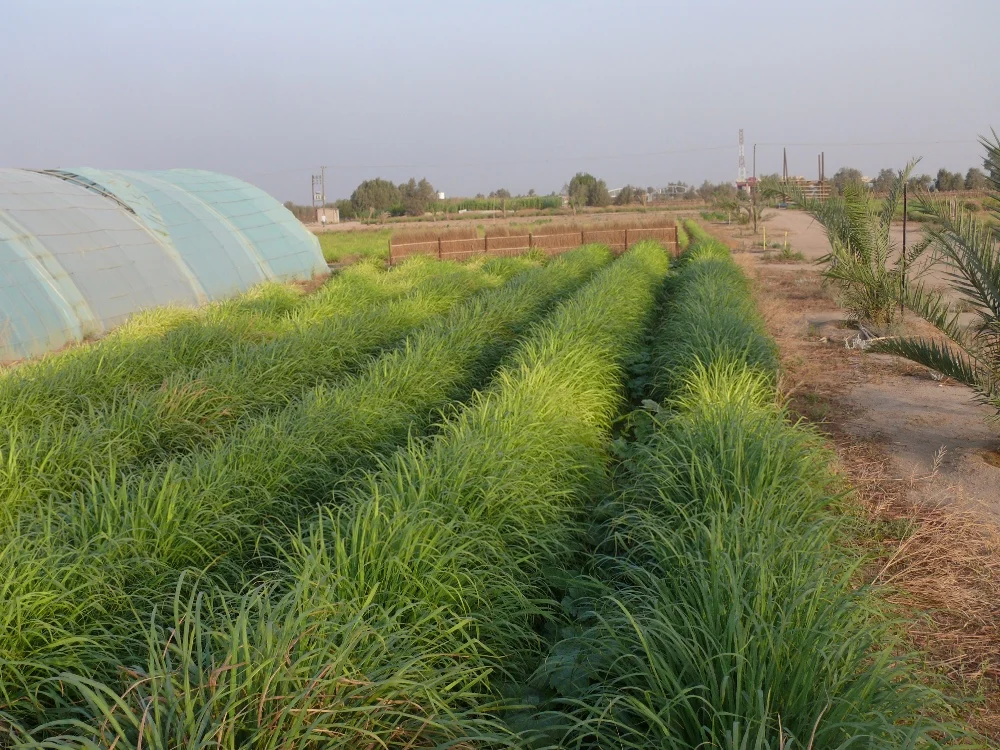 泰国优质正品柠檬草