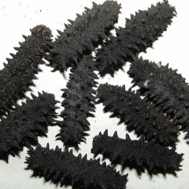 
Dried Sea Cucumber 