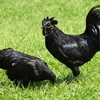 FRESH AND FROZEN BLACK CHICKEN CAN BE USE FOR TREATING ASTHAMA HEART DISEASE AND MANY MORE. FIND OUT MORE IN DESCRIPTION