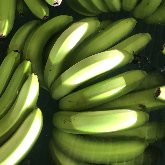 
Wechat +84971316435 good price for fresh banana reach Shanghai port China 