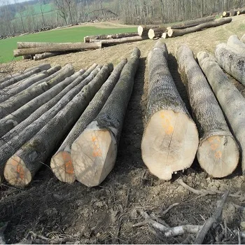 European Poplar Round Logs