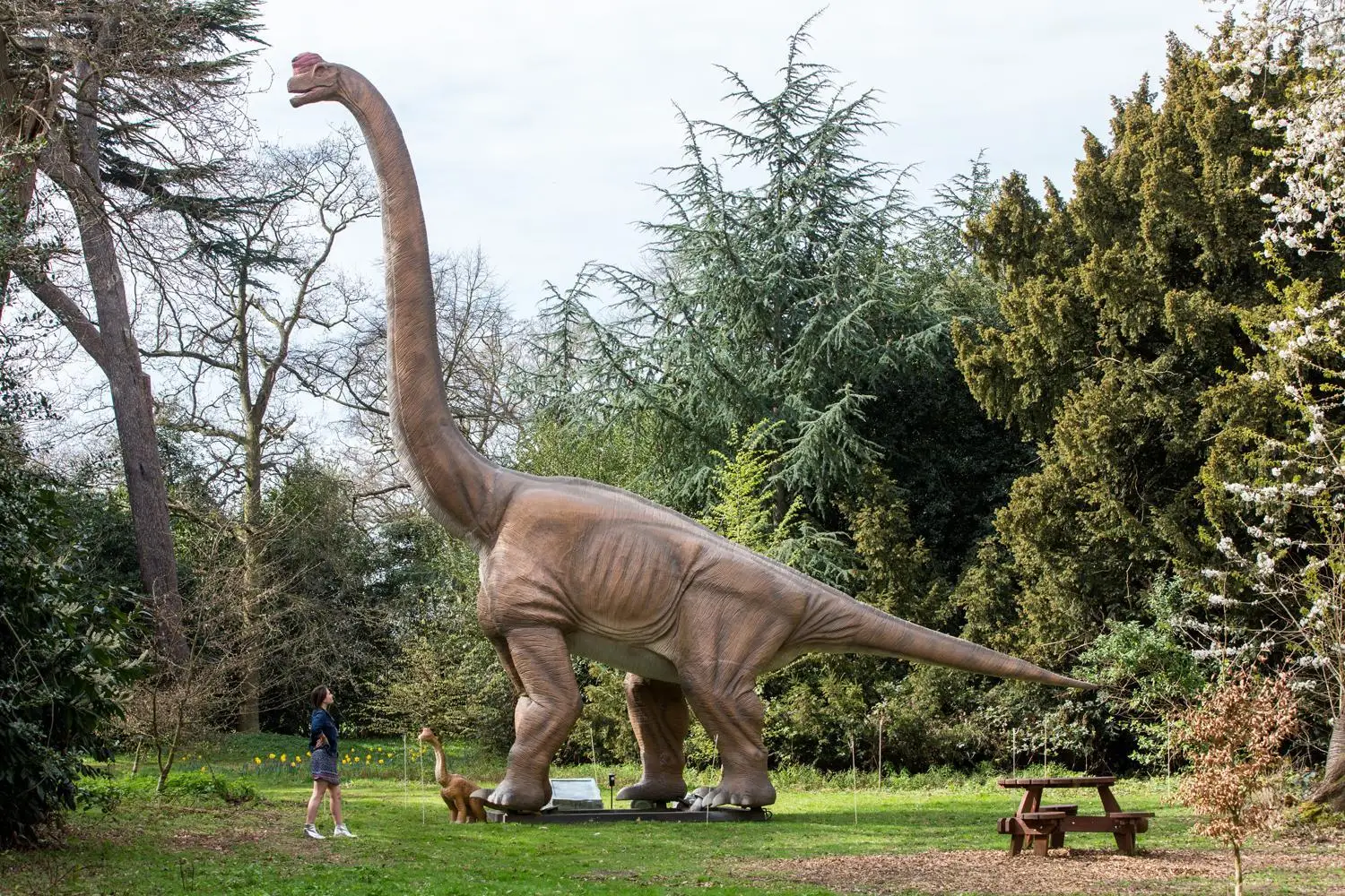 herbivorous dinosaur with long neck and tail