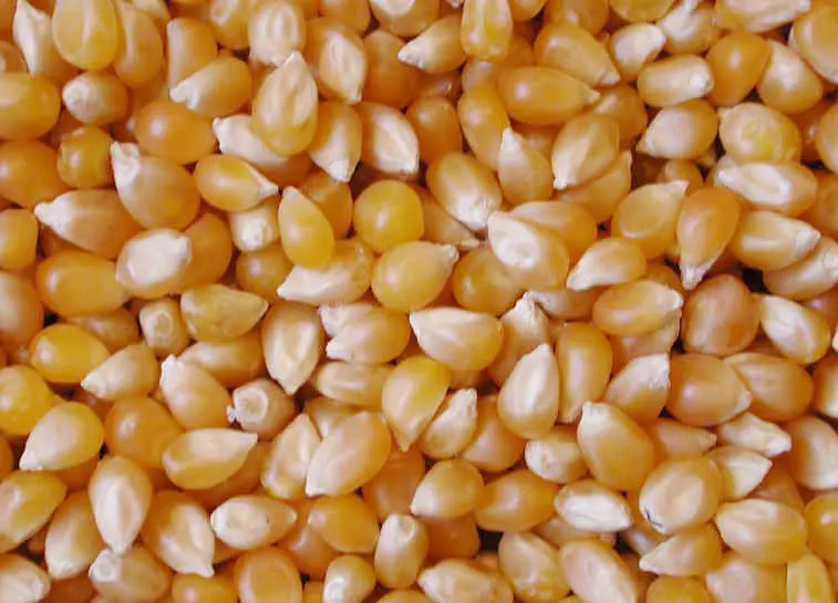 corn1.jpg