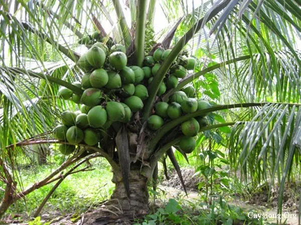 Young Coconut Trees From Vietnam ( Ms.holiday Whatsapp +84-845-639-639 ...