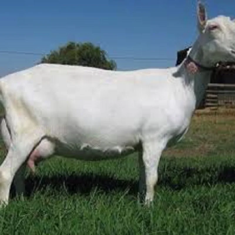 Saanen Goat 5.jpg