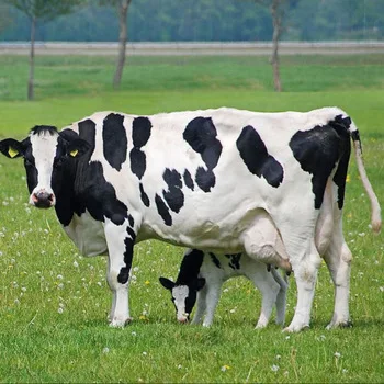 cow 8.jpg