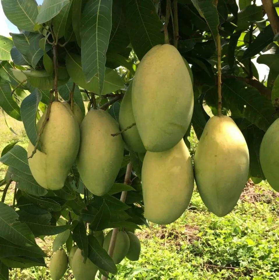 minh phuong 越南优质新鲜绿色芒果