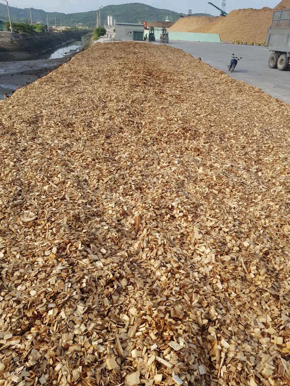 Acacia Wood Chips In Vietnam Export With Bone Dry Metric Ton - Buy Wood ...