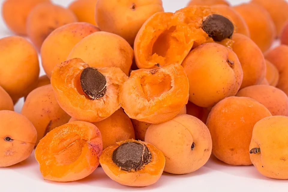 new crop quality organic canned apricots wholesale supplier