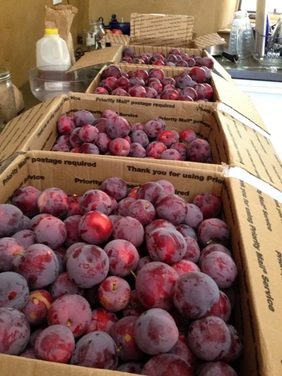 plums2.jpg