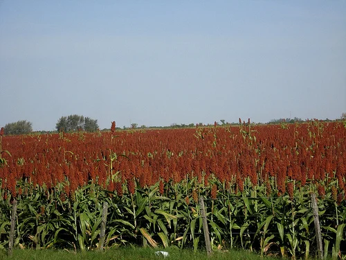 red sorghum6.jpg