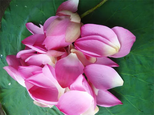 Dried Lotus Petal: Làm mới tinh thần của bạn với hình ảnh cánh sen khô đẹp mắt. Bạn sẽ có cơ hội trải nghiệm cảm giác yên bình, tĩnh lặng khi ngắm nhìn từng chi tiết của cánh sen khô, cùng cảm nhận sự trân trọng và độc đáo của loại hoa này.