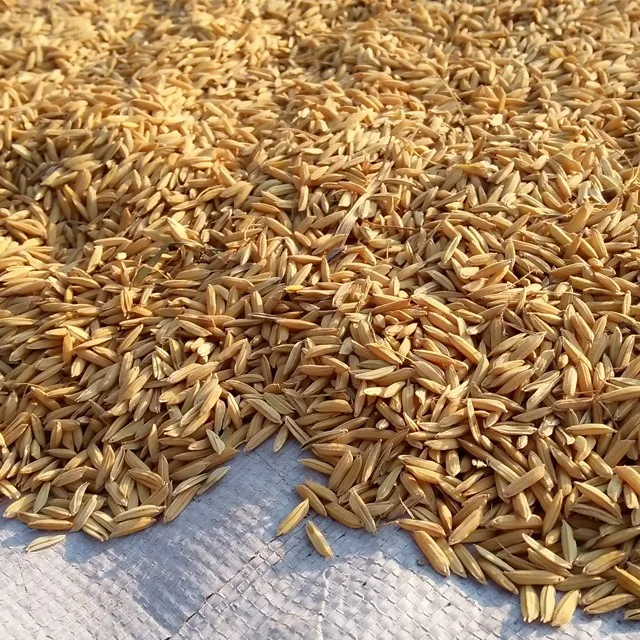 Raw Material Rice Husk Export Quality For Wholesale Buy Rice Husk
