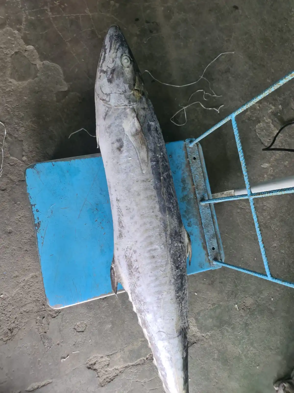 Frozen King Fish Whole Buy King Fish Frozen King Fish,King Fish Whole