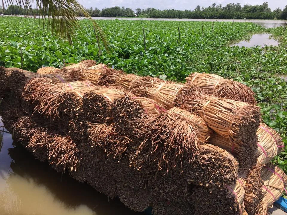 Wholesale Natural Raw Water Hyacinth / Seagrass Fiber Natural Eco