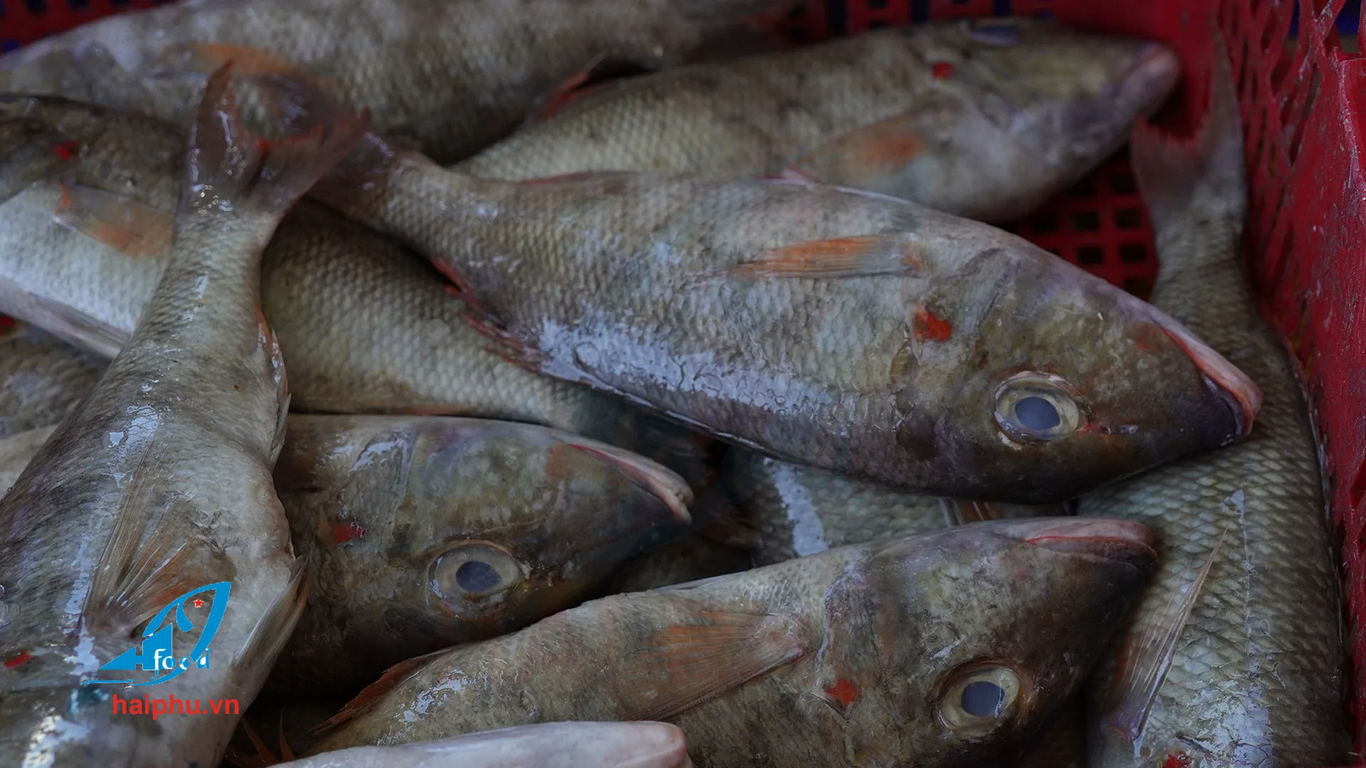 main best production called emperor frozen fish with hai phu