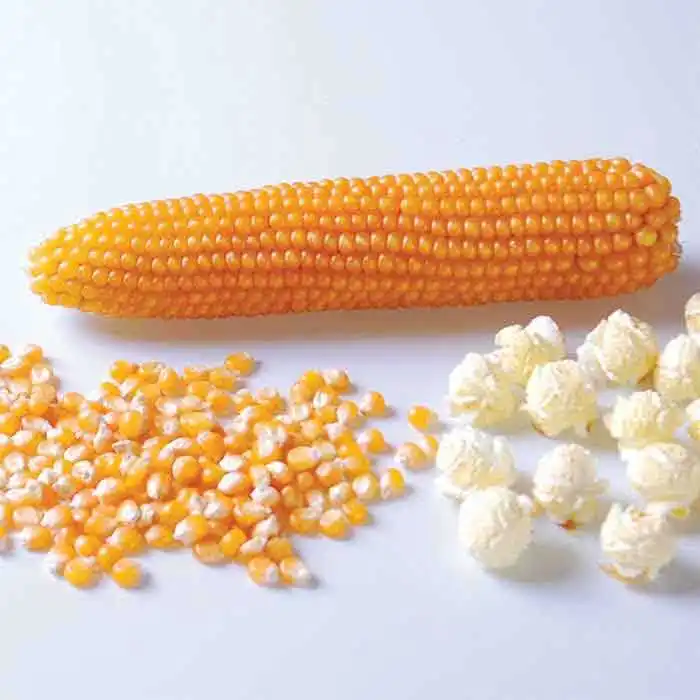 
Butterfly Popcorn/ Mushroom Popcorn Kernels 