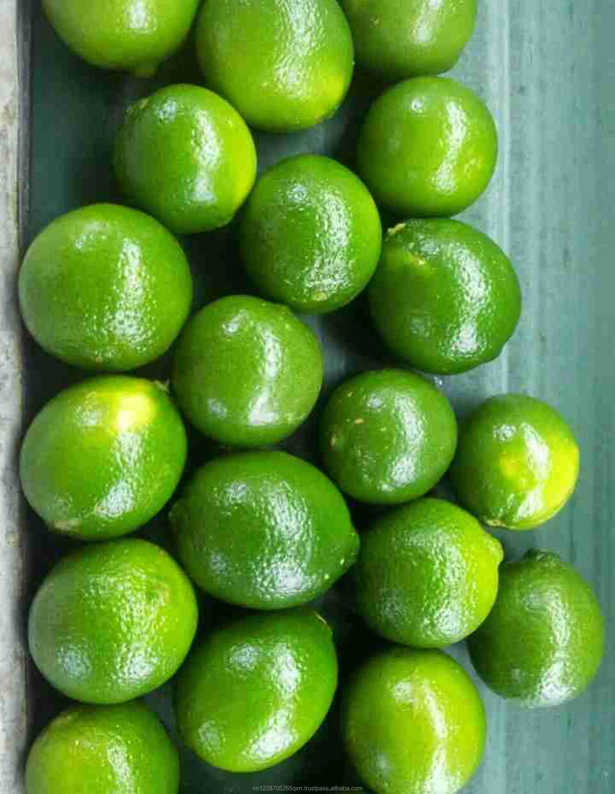 FRESH LIME3 alibaba.jpg