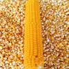 Yellow corn for animal feed with competitive price