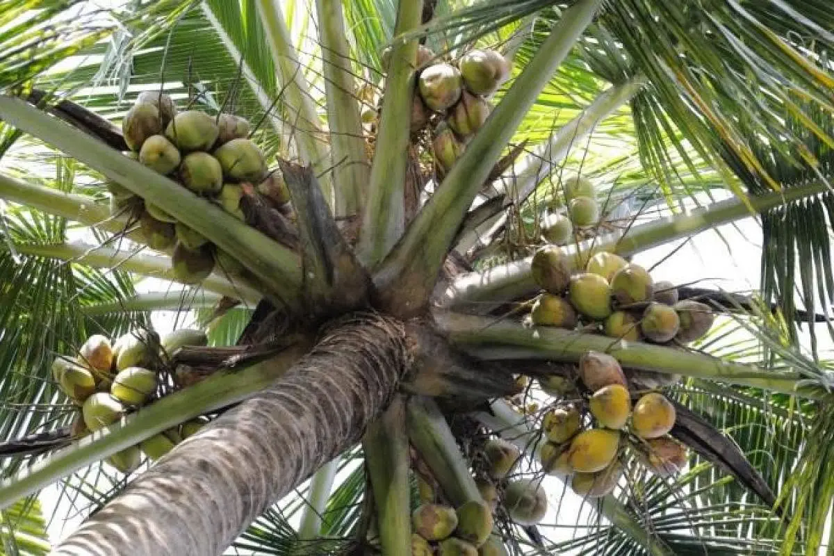 Fresh Mature Coconuts From Sun Exports Top Selling Economic Price ...