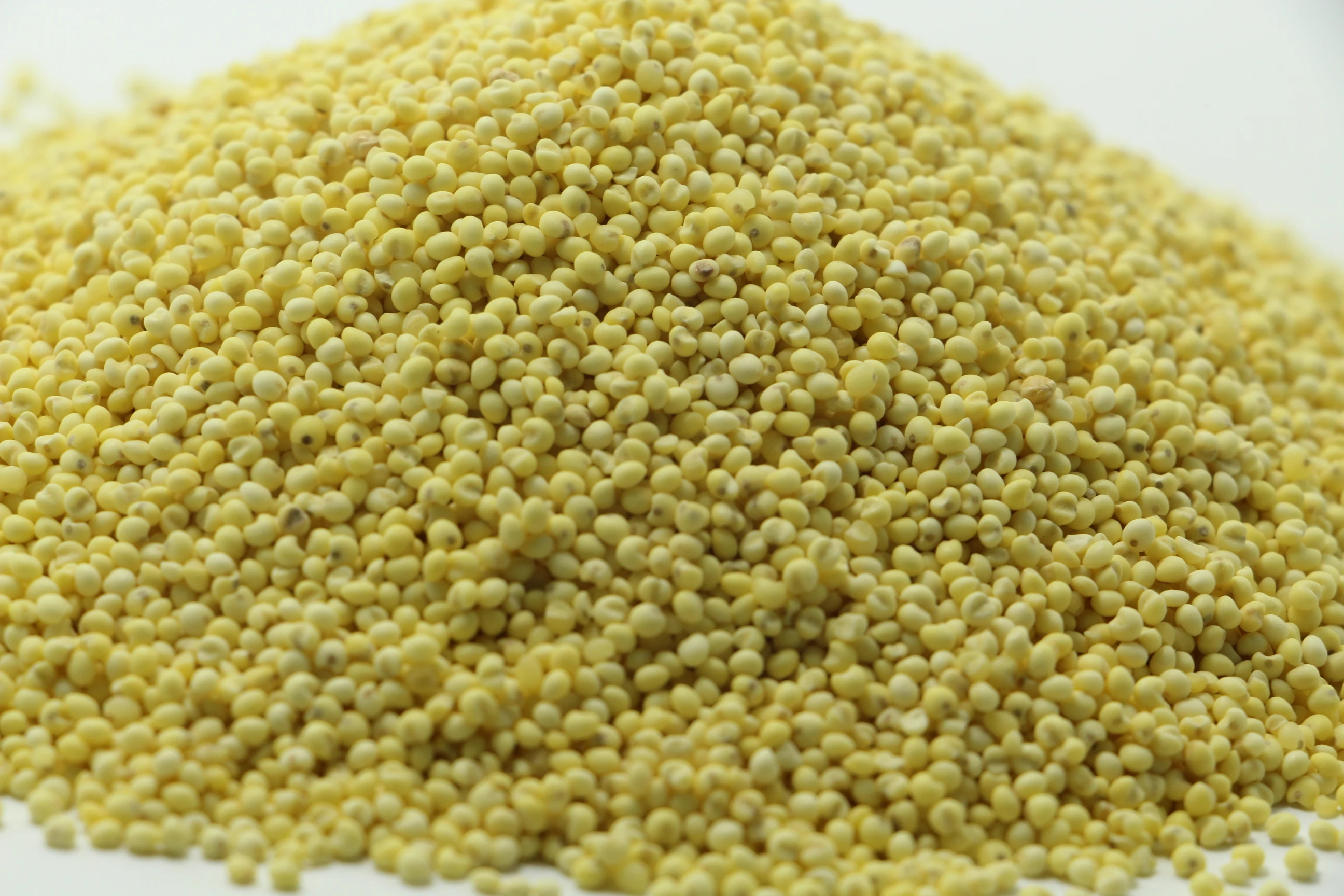protein-rich organic foxtail millet gluten-free grain yellow