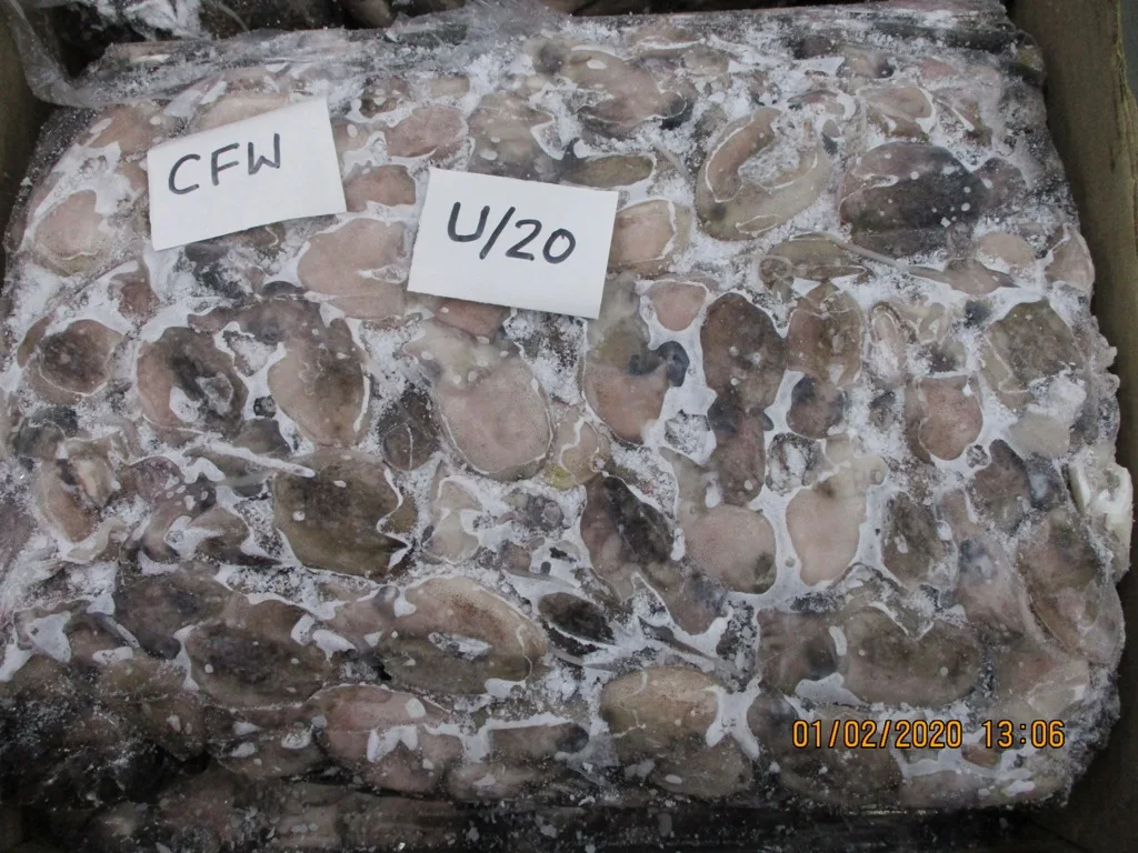 BABY CUTTLEFISH 1.JPG