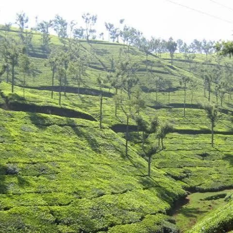 
sell Tea estate 1150 acres nilgiris coimbatore tamilndhu south india 