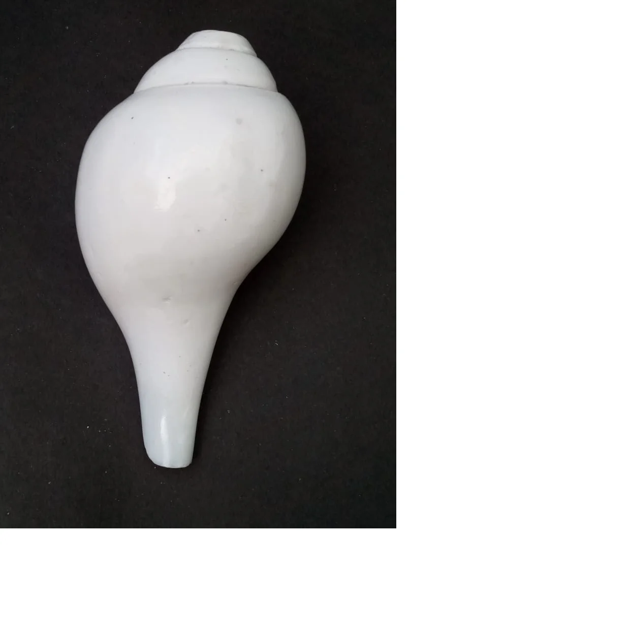 Natural Conch Shells For Home Decoration And Religious Supplies Stores