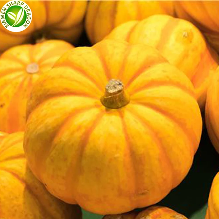 bulk frozen mini pumpkins for importers and wholesalers