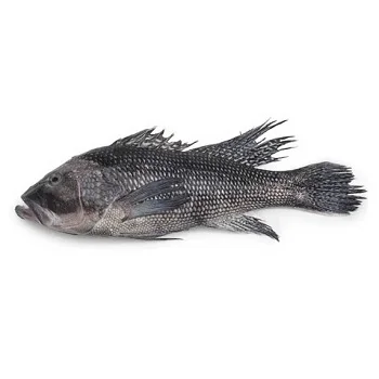 blackseabass-squared.jpg