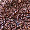 Raw Organic Cacao Nibs