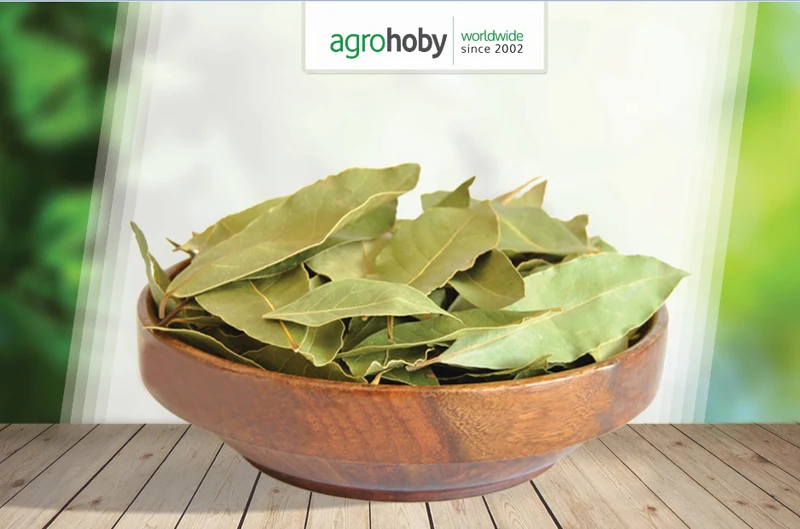 Topseller Turkish Origin Laurel Leaves,Bay Leaf ( Laurus Nobilis ) Buy Bay Leaf / Bay Leaves